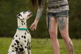 Design Your Own - Waist Leash, Hands Free Convertible Biothane Leash Set