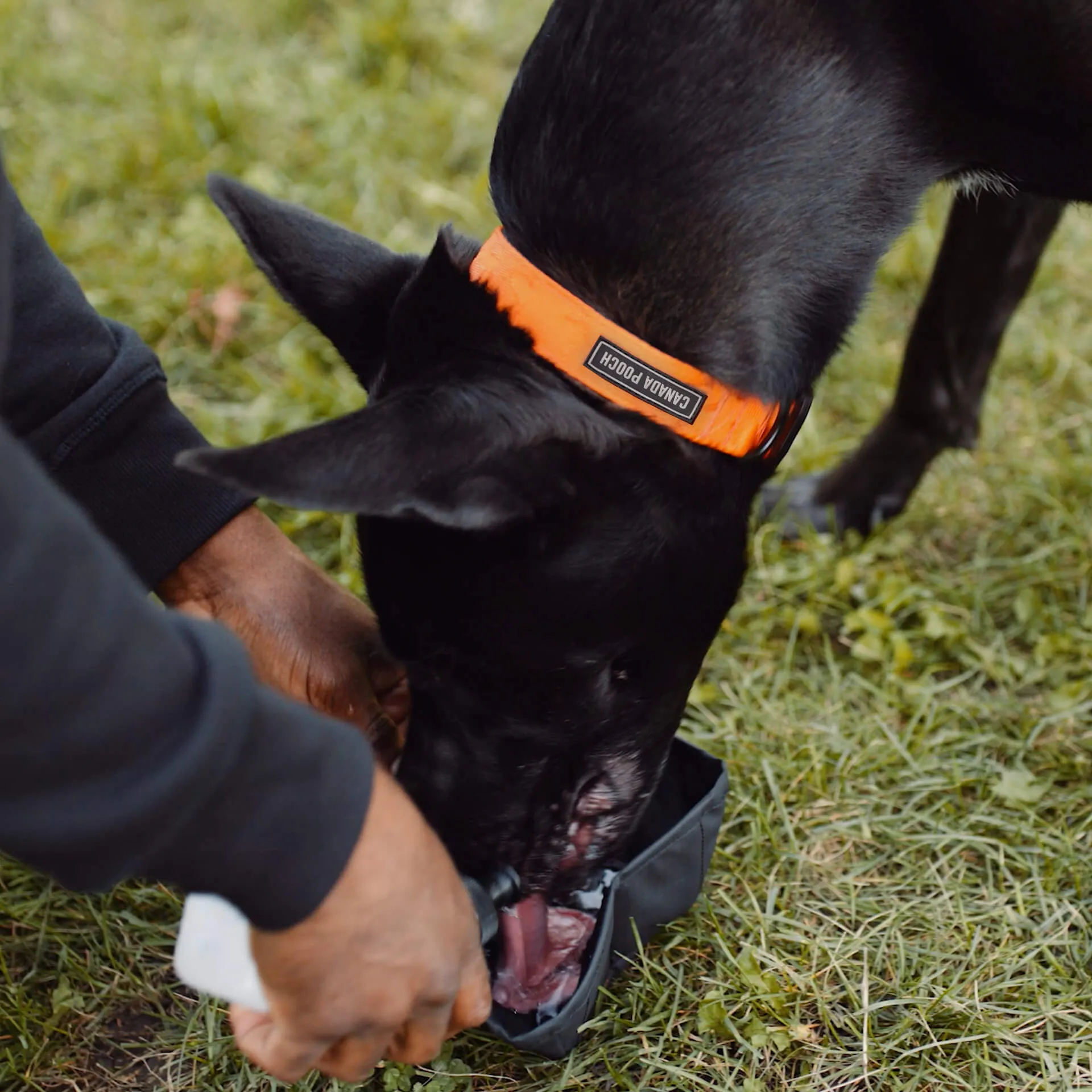 Dog Walking Hydration Kit
